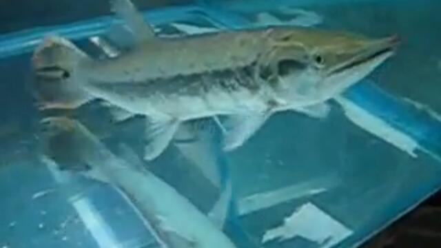 Boulengerella cuvieri Pike