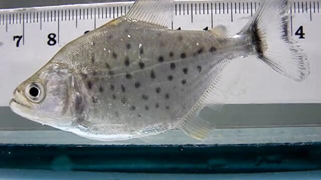 Serrasalmus sp. unidentified piranha