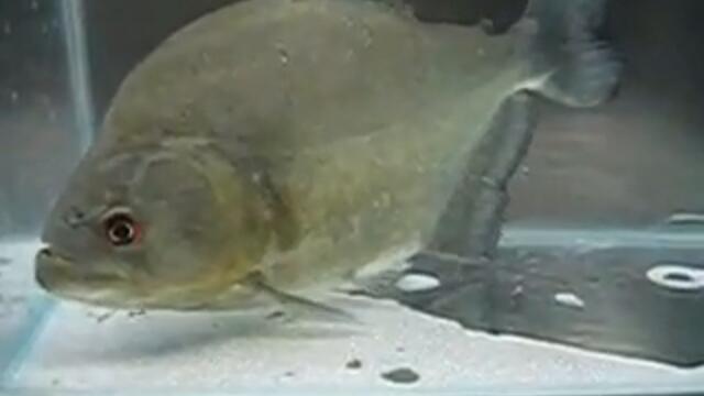 Serrasalmus rhombeus Black Rhom Piranha