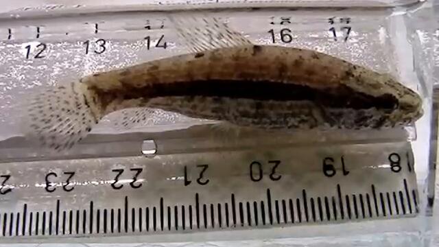 Hoplias malabaricus Wolf fish