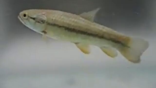 Hoplerythrinus unitaeniatus golden wolf fish