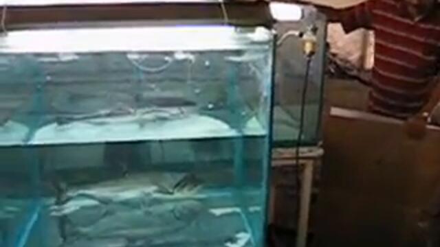 Hydrolycus armatus Payara Vampire fish