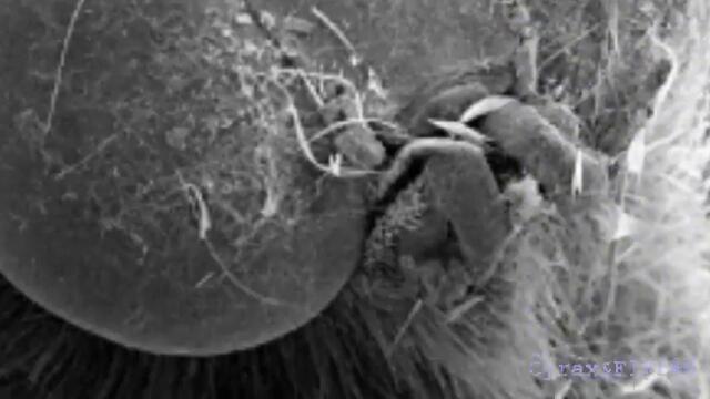 mothmen aliens and the eternity gate