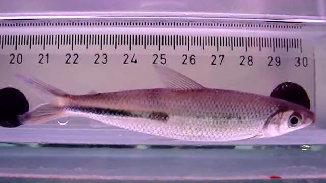 Hemiodus semitaeniatus