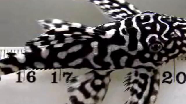 New unidentified Pleco _ Tropical Aquarium Fish Video