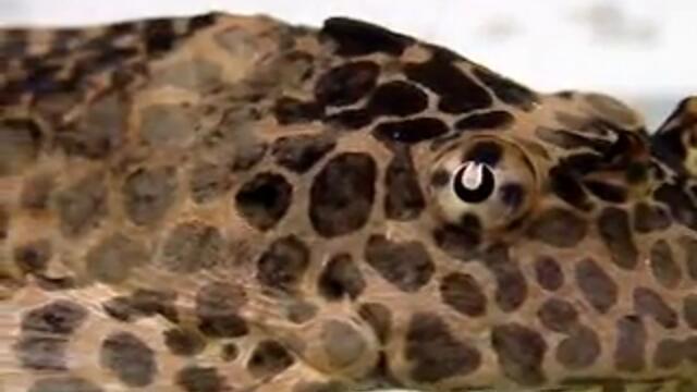 Glyptoperichthys gibbicep L083 pleco