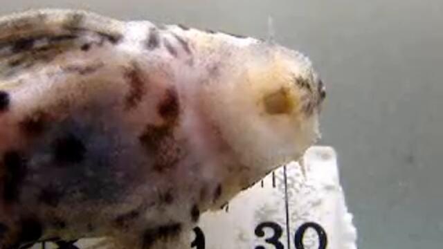 Leporacanthicus triactis L091 Pleco