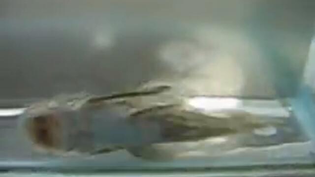 Dolichancistrus sp. unidentified Pleco