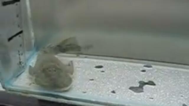 Cordylancistrus sp. unidentified pleco