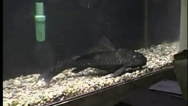 PLECOSTOMUS -- 19 inches long !!