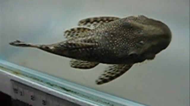 Lasiancistrus tentaculatus L092 pleco