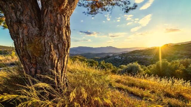 Емил Димитров - Трева