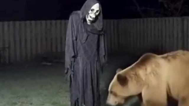 Реакция медведя