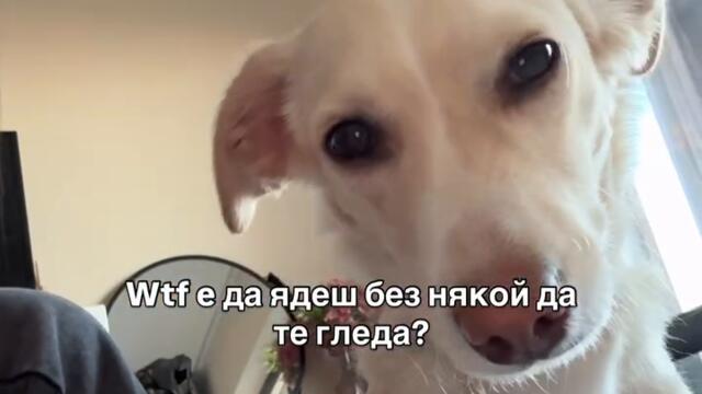 Не е живот, ако куче не те гледа докато ядеш СМЯХ