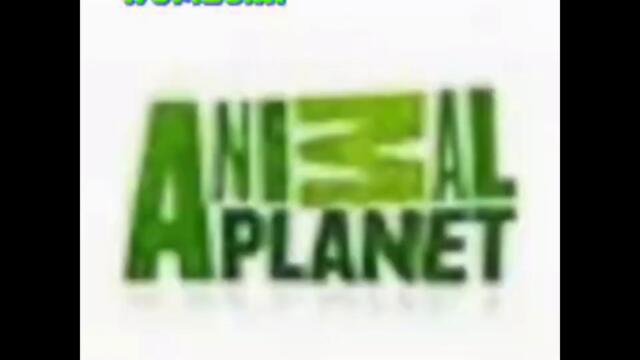 Preview 2 Animal Planet Deepfake V6