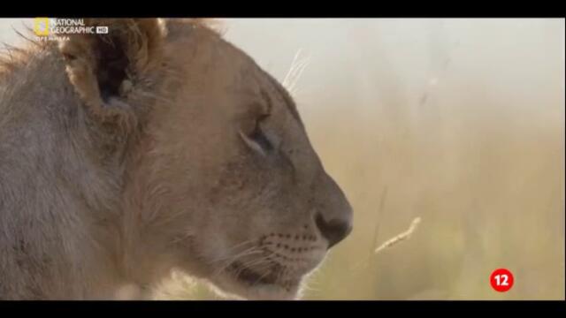 Лъв (2026) - Епизод 2 - Братя по оръжие (бг аудио) (част 4) TV Rip National Geographic 23.08.2026