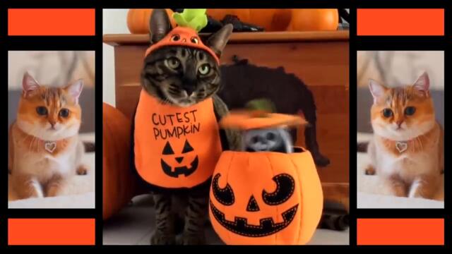 ♡ ♪ ♡Halloween Song -  GhostBusters - Cats Parody♡ ♪ ♡